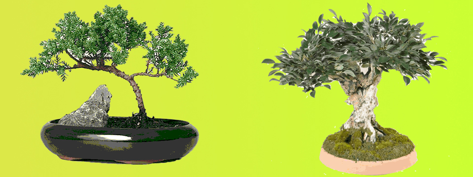 Bonsai Trees